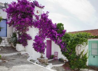 Αλόννησος, στα λημέρια της μεσογειακής φώκιας