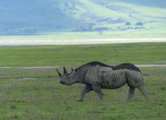 Νγκορονγκόρο: Ταξίδι στην «αυγή» της ανθρωπότητας