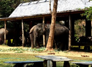 Μια βουτιά με τους ελέφαντες στο Λάος