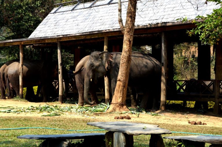 Μια βουτιά με τους ελέφαντες στο Λάος