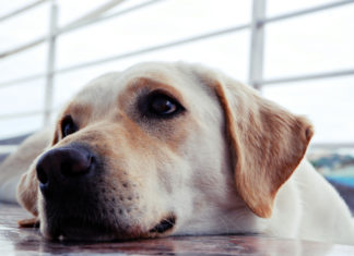 Κατοικίδια και πτήση: Πώς να διασφαλίσετε τον τετράποδο φίλο σας
